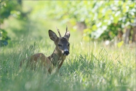 <p>SRNEC OBECNÝ (Capreolus capreolus) jižní Morava --- /European roe deer - Reh/</p>